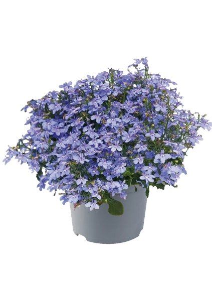 Lobelka - mix 3 farieb -  Co9 cm #49