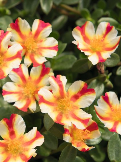 cupcake strawberry banana