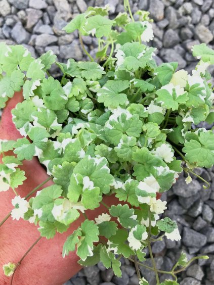 Zádušník brečtanovitý s panašovaným listom Co9 cm #139