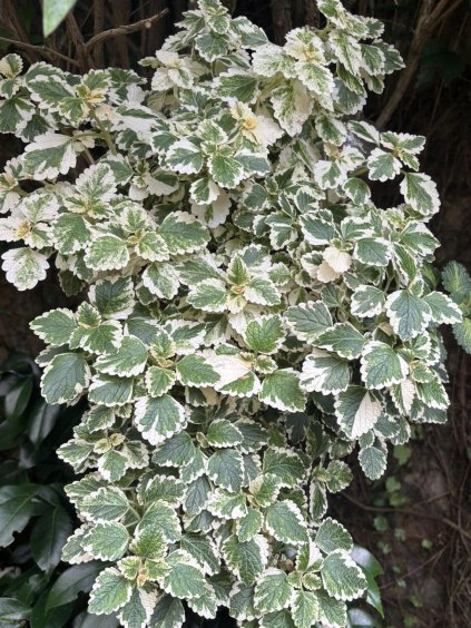 plectrantus coleoides