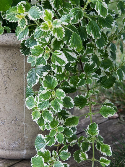 plekctranthus coleoides