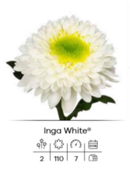 Inga White