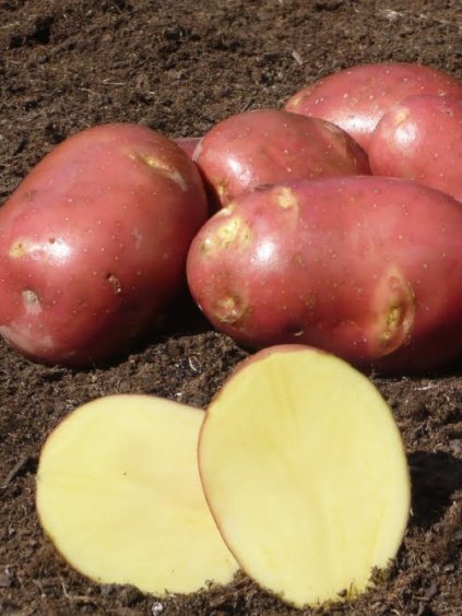 Sadbové zemiaky 'Mozart' Minihľuzy, 50ks