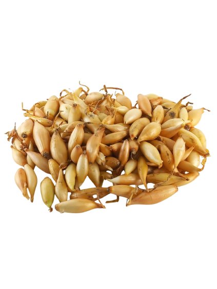 Cibuľa sadzačka 'Birnformige' 7 14mm, 250g