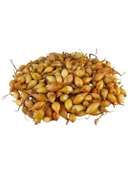 Cibuľa sadzačka 'Sturon' 7 14mm, 500g