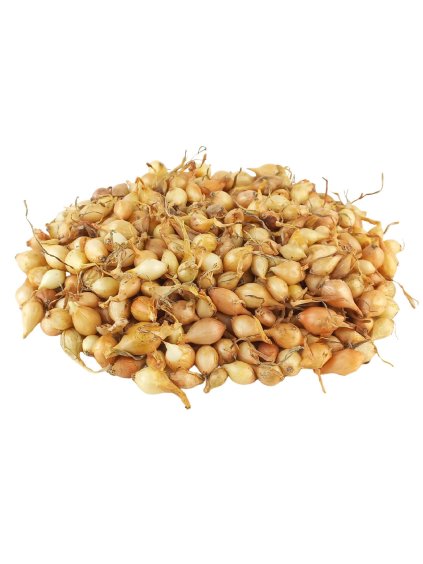 Cibuľa sadzačka 'Štuttgart' 7 14mm, 500g