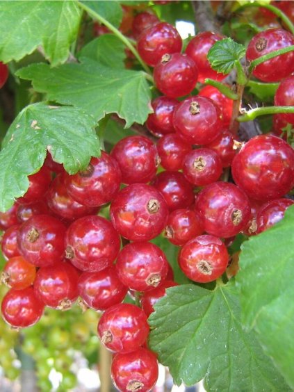 Ríbezľa kríčková červená - Losan Co 2l