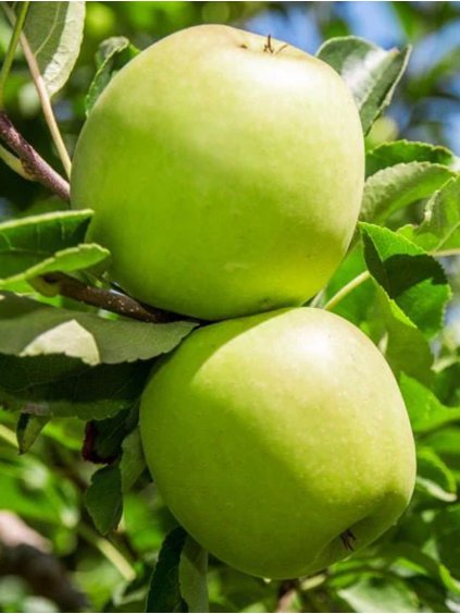 granny smith jablon alma