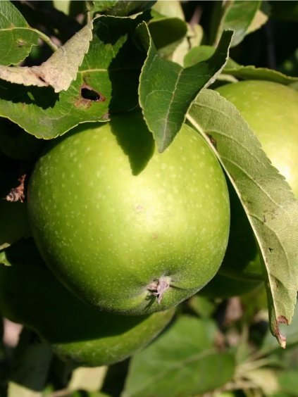 'GRANNY SMITH' téli alma, M26 alany, szabadgyökerű