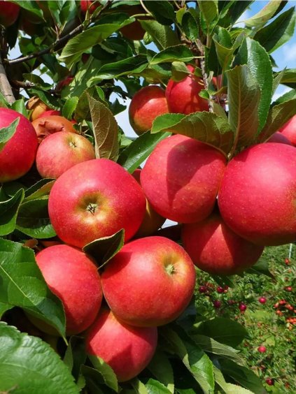 Jabloň Elstar voľnok, podp. MM106