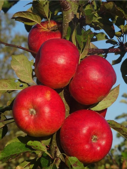 Jabloň zimná 'RED TOPAZ' podp. MM106, voľnok.