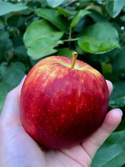 'BRAEBURN' téli alma, M26 alany, szabadgyökerű