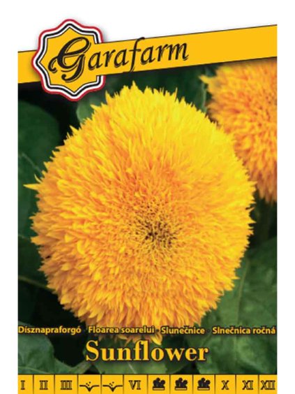 Slnečnica ročná 'Sunflower' 1g garafarm
