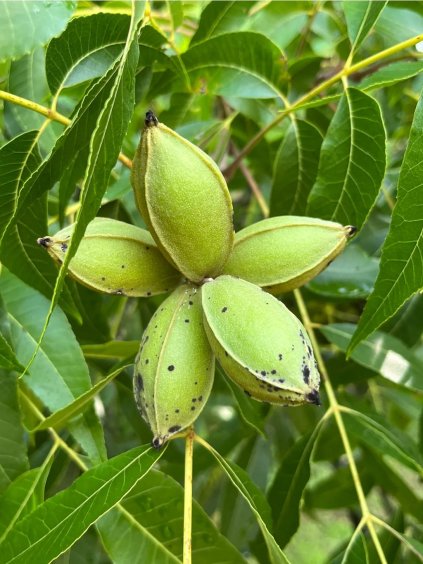 Pekándió magonc - szabadgyökerű