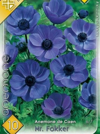 anemone de caen mr fokker