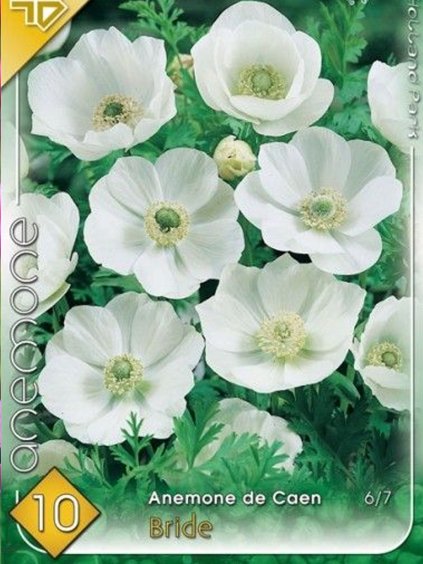 anemone de caen the bride
