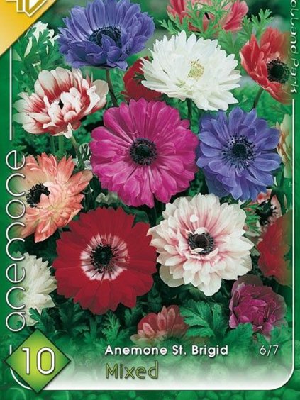 anemone de caen st. brigid 2