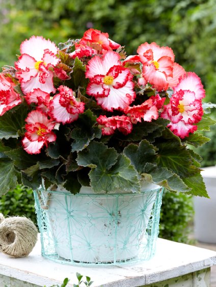 begonia crispa marginata white 2