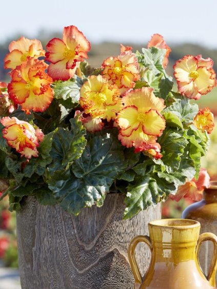 begonia crispa marginata yellow 2