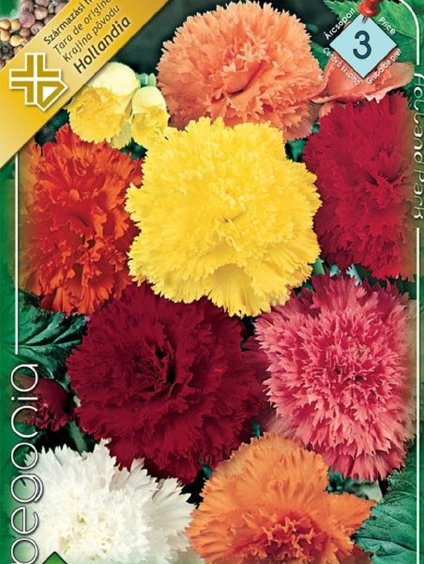 begonia fimbriata strapkatá