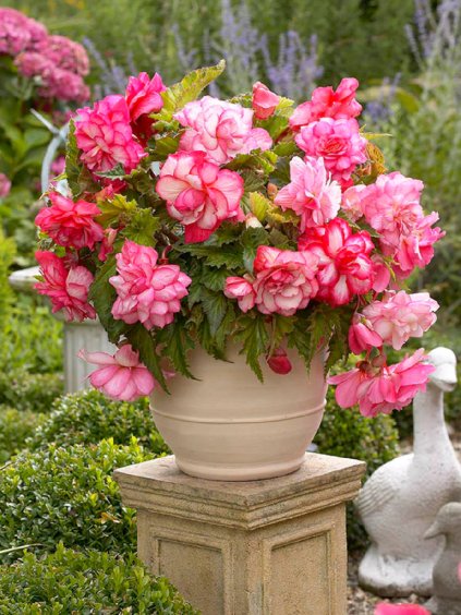 begonia pink wave 2