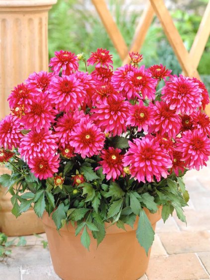 dalia gallery art nouveau 1