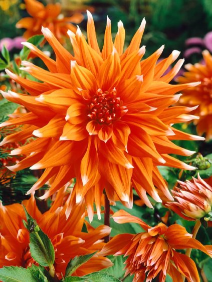 dalia colour spectacle