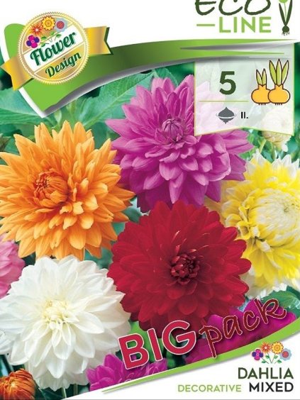 dalia dekorativna mix 5ks