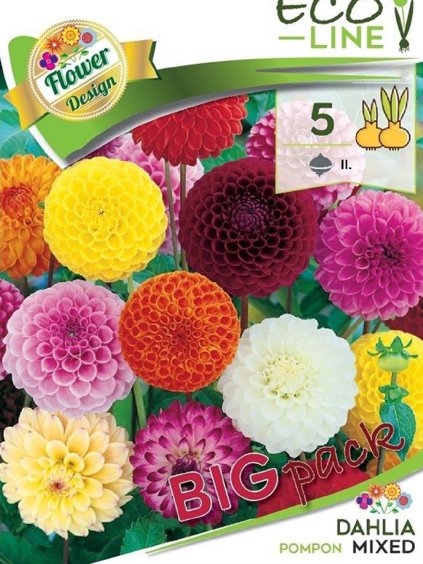 dalia pompon farebny mix