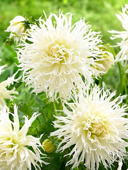 dalia tsuki yori no shisha