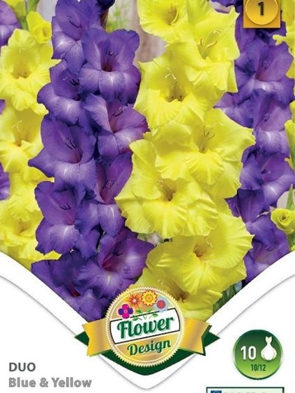 gladioly duo blue yellow