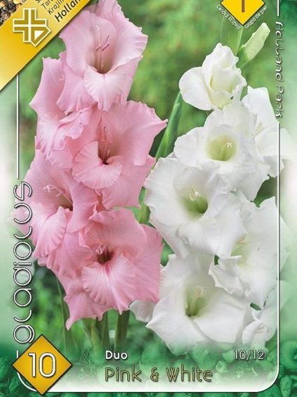 gladioly duo pink white