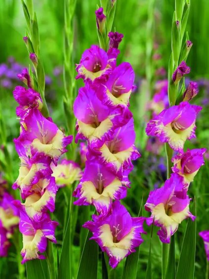 gladioly extravert 2