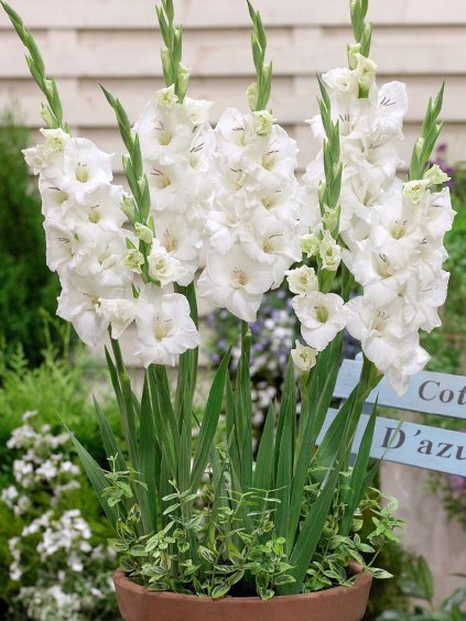 gladioly for pot white