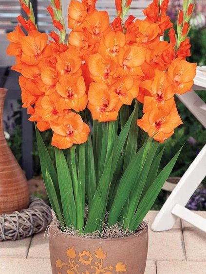 gladioly for pot jenny