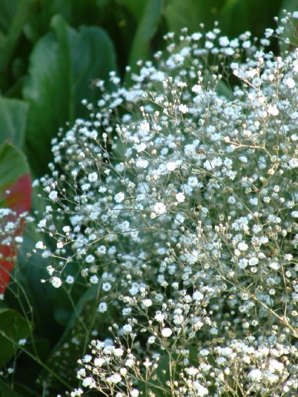 gypsomilka bristol fairy