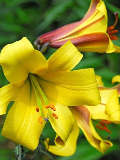 lalia golden splendor