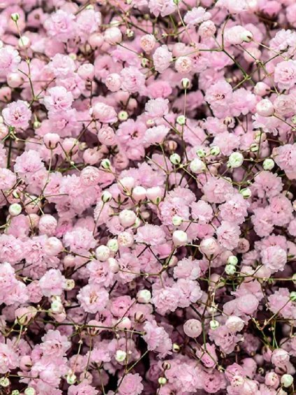 Gypsomilka na sušenie ružová 0,15g 3