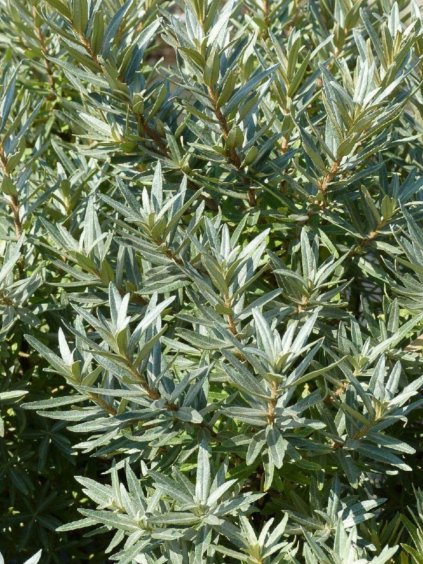 Rakytník rešetliakový 'Hikul' samec kont. 2l