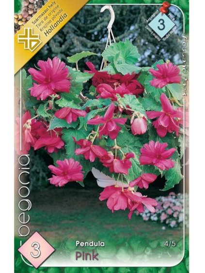 Begónia 'Pendula Pink' 3ks