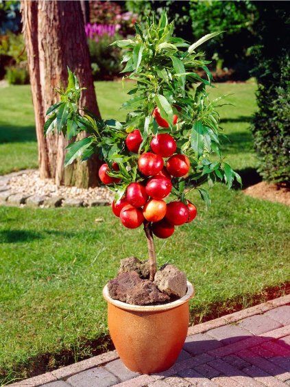 Nektarinka trpasličia 'NECTA ME' v kont. 5l.webpl