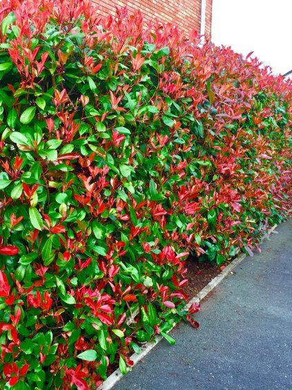 photinia red robin 1