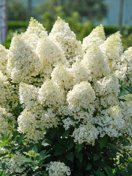 hortenzia magical matterhorn