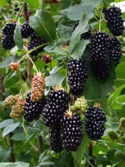 Černica 'BLACK BUTTE' kont. 2l 5