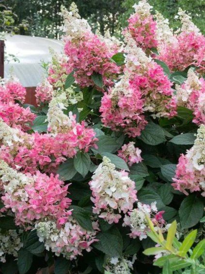 hortenzia candlelight 1