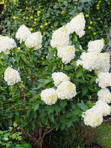 hortenzia polar bear