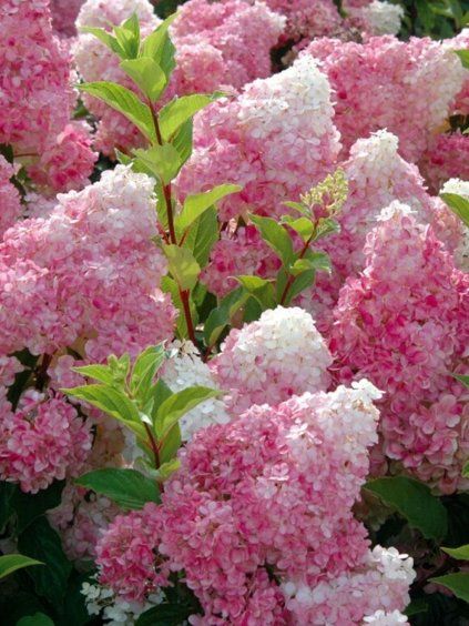 hortenzia vanilla fraise