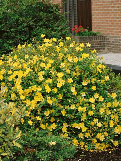 hypericum calycinum hidcote
