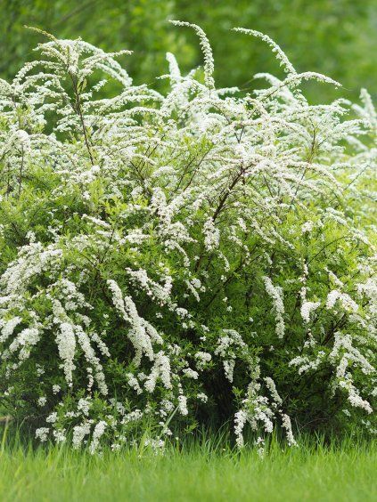 tavolnik sivy grefsheim