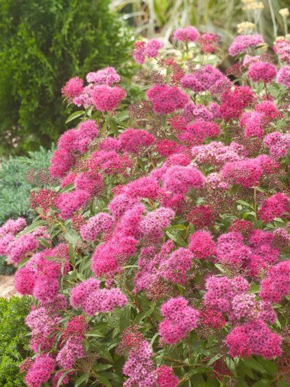 tavolnik japonsky anthony waterer 4